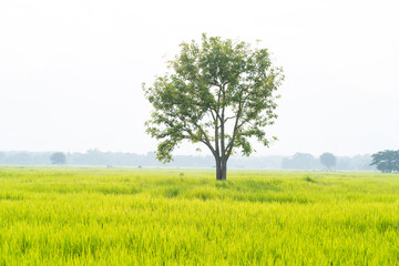 Fototapeta na wymiar Big tree with green grass rice fields