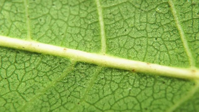 Leaf of the plant. The complex structure of tortuous veins. Macro of leaf structure. Nature background or wallpaper. neam leaf vines details