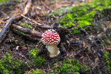 Amanita muscaria (Fly agaric mushroom) in forest of Adrspach Teplice Rocks (nature reserve in Broumov Highlands region of Czech Republic)