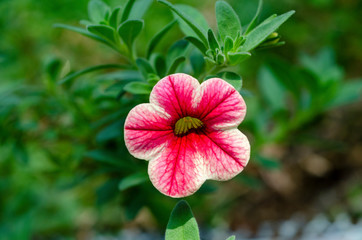 red flower in the garden