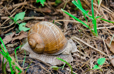big snail with a house among the foliage