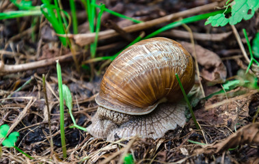 big snail with a house among the foliage