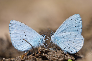 Pair of holly blue (Celastrina argiolus) butterflies sucks mineral salts and other nutrients out of the moist soil and shows the bottom side of the wings.