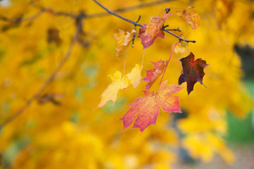Abstraction of yellow leaves on an autumn day on a blurred background