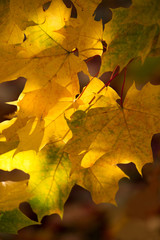 Naklejka na ściany i meble Abstraction of yellow leaves on an autumn day on a blurred background