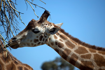 this is a close up of a giraffe
