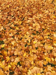 Beautiful colored autumn leaves in the Park
