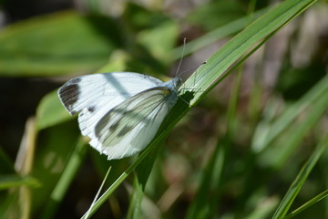 モンシロチョウ