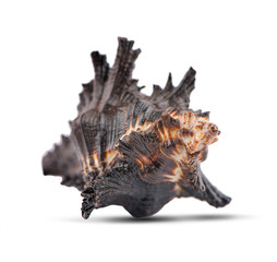 Sea shell isolated on a white background. Clipping Path