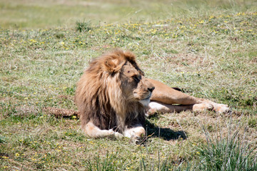 the lion is resting in the grass