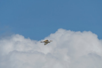 Fototapeta na wymiar 雲の上を飛ぶ白鷺