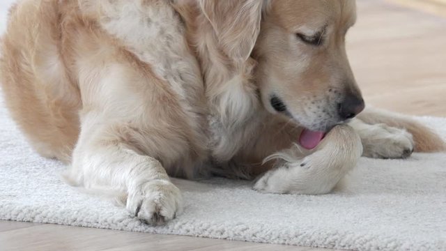 Dog lying in the house and licks
