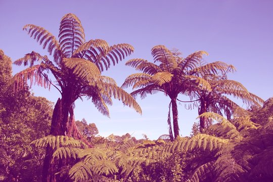 New Zealand tree ferns. Retro filtered colors style.