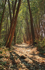 Road between trees in the forest