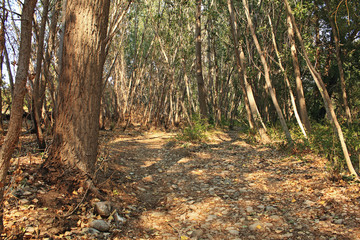 Road between trees in the forest