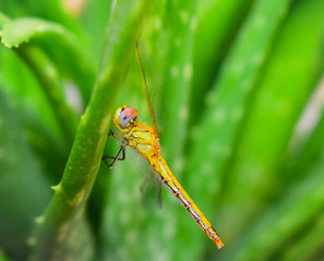 Zygoptera Insect Background