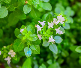  Basil with flowers
