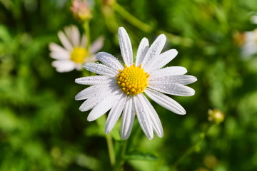 Fototapeta premium ミヤマヨメナ