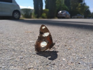 beautiful butterfly on sitting on road