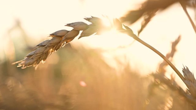 blurry ears of wheat in the sunset