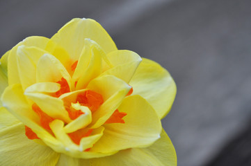 yellow flower on a gray background, narcissus