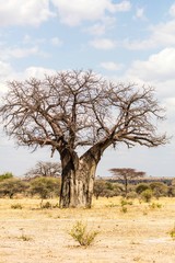 Fototapeta na wymiar Baobab trees in Tarangire Park