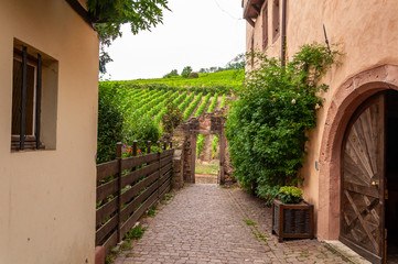 Fototapeta na wymiar Riquewihr in Alsace, France. Enchanting medieval village, along the wine road that connects Colmar to Strasbourg. View of the vineyards from the old village within the walls.