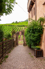 Riquewihr in Alsace, France. Enchanting medieval village, along the wine road that connects Colmar to Strasbourg. View of the vineyards from the old village within the walls.
