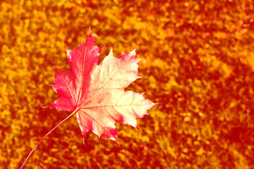 autumn landscape with bright colorful foliage. Indian summer.