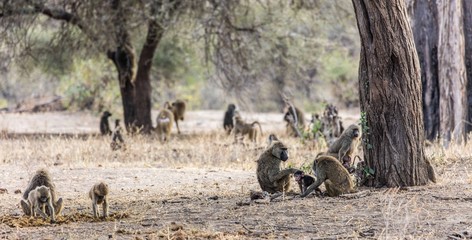 A group of baboons sitting under trees
