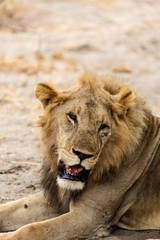 A lion resting in the grass