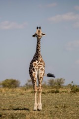 A young giraffe standing still
