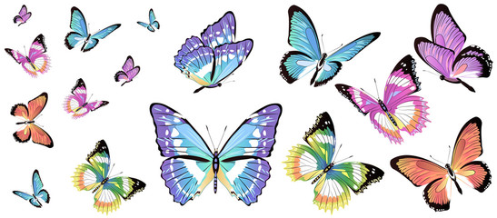 butterfly341