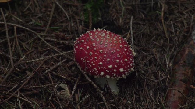 Fliegenpilz am Waldboden