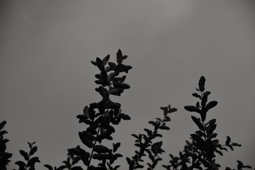 background with snowflakes