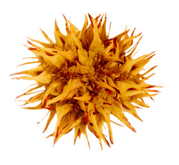 3d rendering of healh care micro biology virus, flu, microbe on purlple background