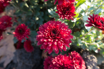 Macro of red flower head of Chrysanthemum in November