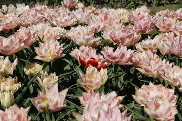 Flores varias 