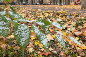 First snow on the green leaves. Winter is coming.