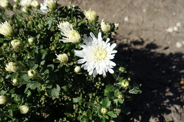 Opening white flowers of Chrysanthemums in mid October