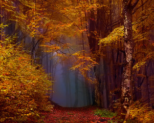 Obrazy na Szkle  Jesienny las we mgle. Mistyczny samotny las bukowy.