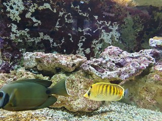  enter the world of fish and corals