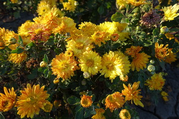 Gold colored flowers of Chrysanthemum in October