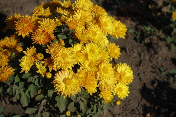 Golden yellow flowers of Chrysanthemums in mid October