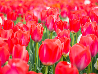 Abstract flower pattern. Closeup of vivid or vibrant red tulip flower in the field or meadow at the park or garden.