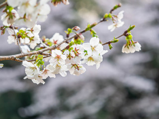 Cherry blossom season. Sakura flower blooming in the park or garden with blurry bokeh background.