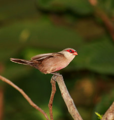 portrait of bird