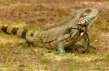 iguana on rock