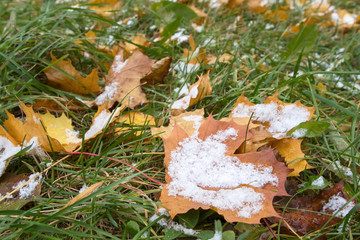 First snow on the yellow maple leaves. Winter is coming.