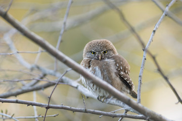 Little Owl posing on a branch. Patagonian owl or also called Cabure Grande. Glaucidium Nana. 